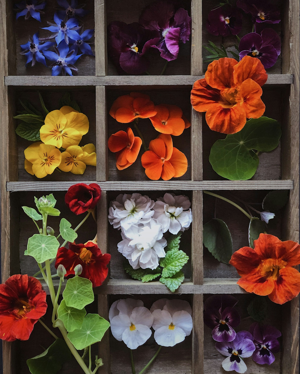 a group of flowers